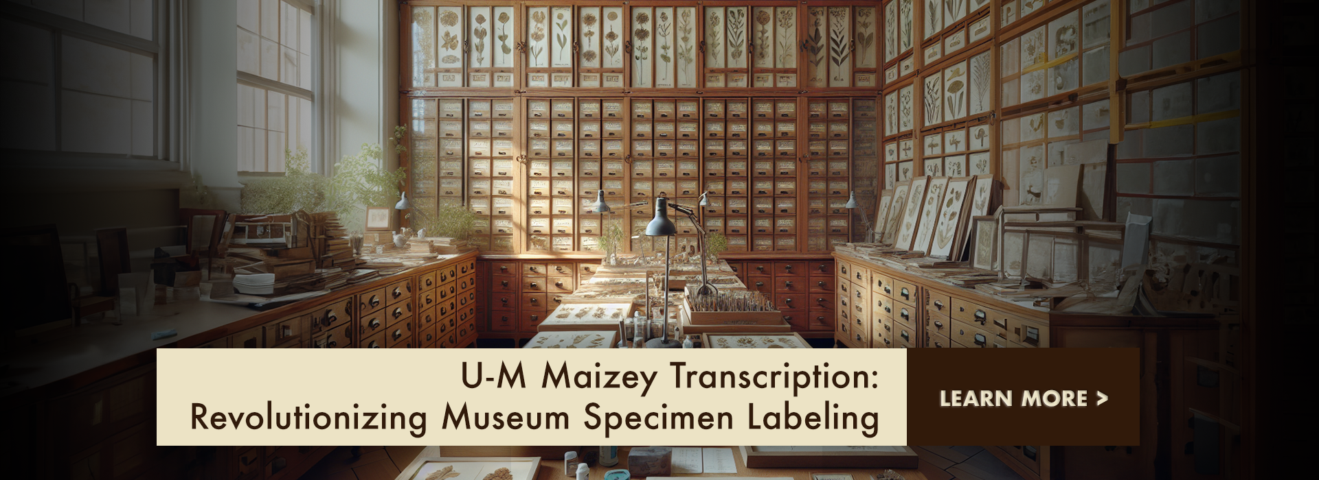 The image showcases a beautifully organized and well-lit museum specimen room, filled with drawers and cabinets holding various botanical specimens. 