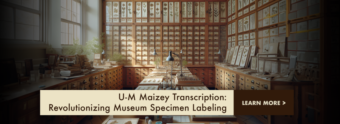Beautifully organized and well-lit museum specimen room, filled with drawers and cabinets holding various botanical specimens. 